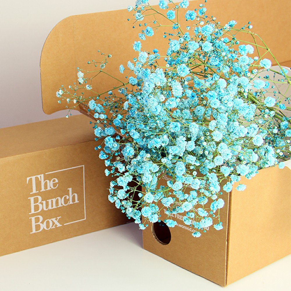 Gypsophila Coloured Blue