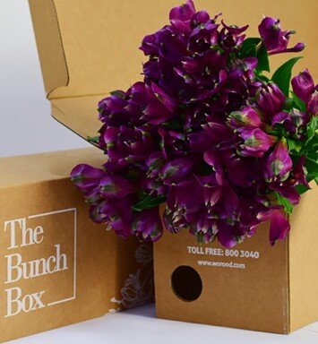 Alstroemeria Ceio lilac