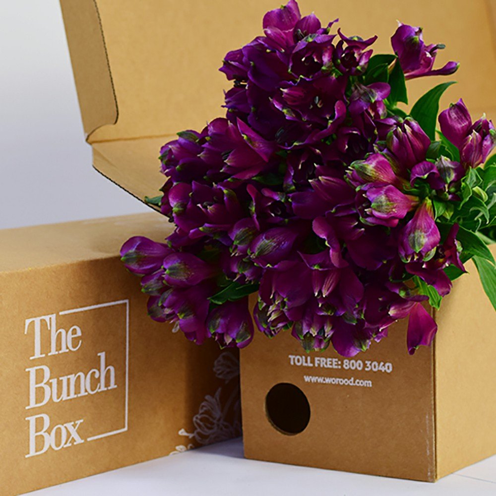 Alstroemeria Ceio lilac