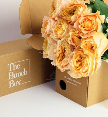 Garden Rose (caraluna) Orange