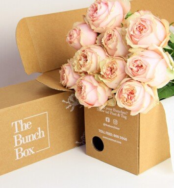 Garden Rose (Foxy Lady) Peach