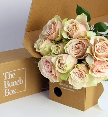 Garden Rose (Bell Katharina)  peach