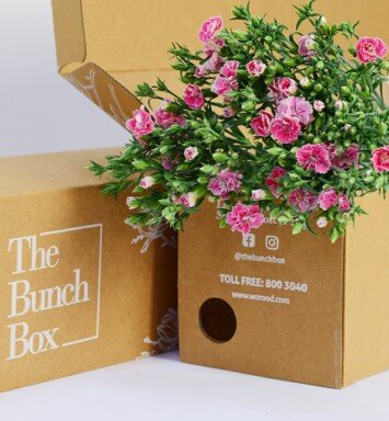 Dianthus Amee Sweet Williams Hot Pink