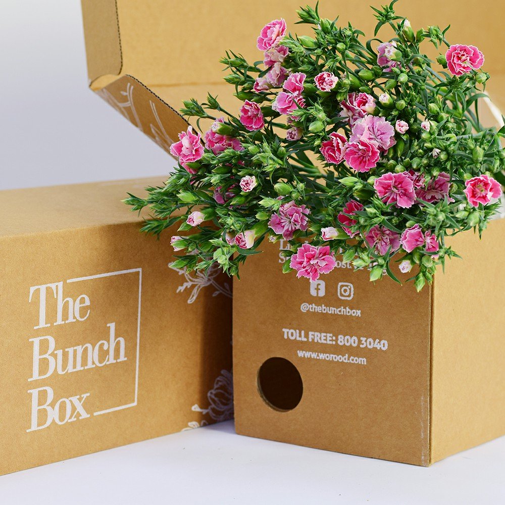 Dianthus Amee Sweet Williams Hot Pink