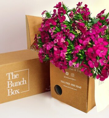 Dianthus Neon Cherry