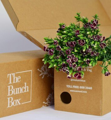 Dianthus Petit Feye Maroon and Sweet Williams pink