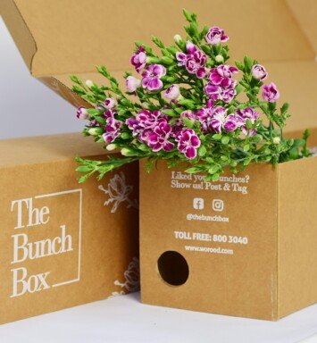 Dianthus Raffine Uzu Sweet Williams lilac