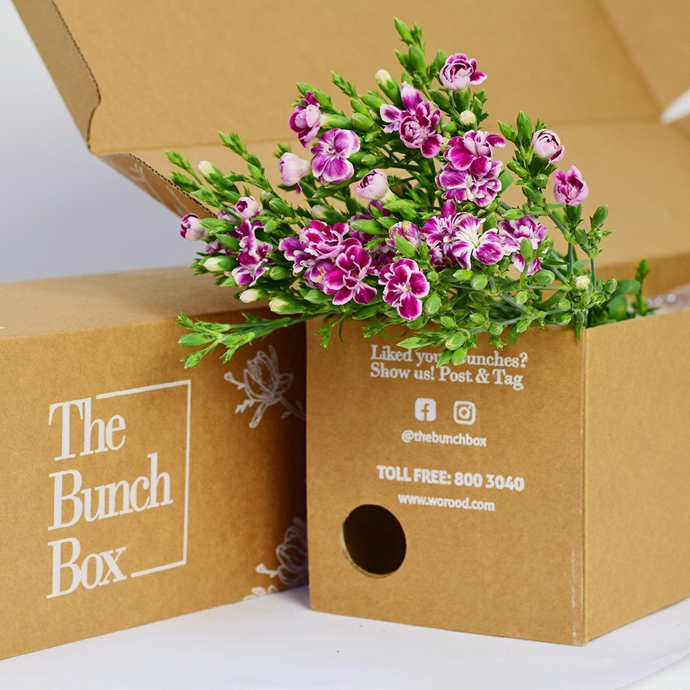 Dianthus Raffine Uzu Sweet Williams lilac