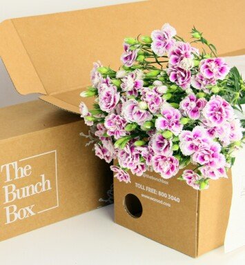 Dianthus Sweet Williams Thia Light Pink and Dark pink