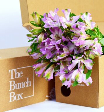 Alstroemeria Disco Light lilac