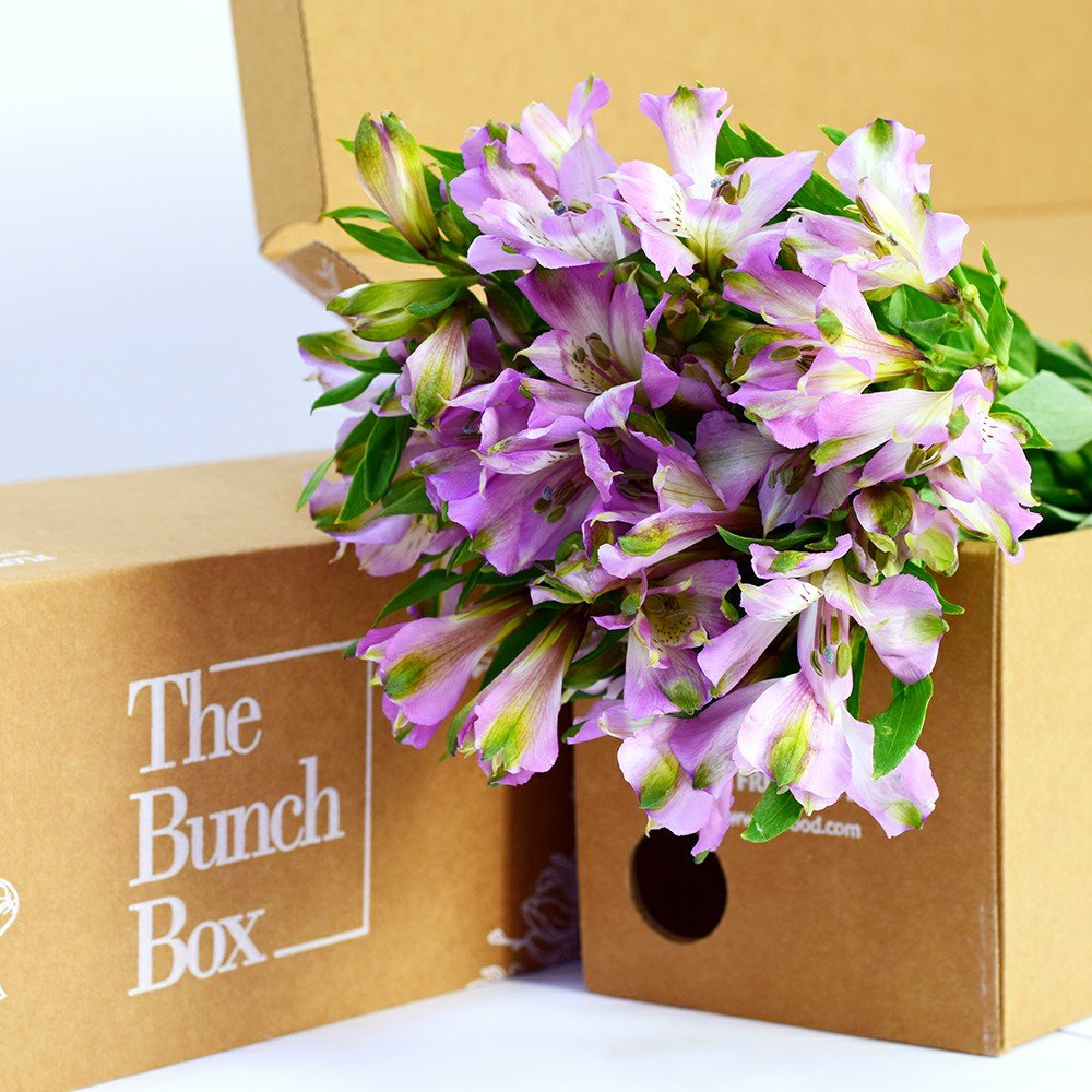 Alstroemeria Disco Light lilac