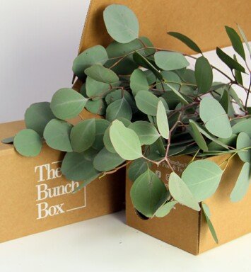 Foliage Eucalyptus Green