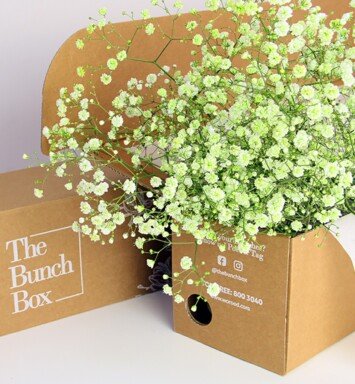 Gypsophila Coloured  Green