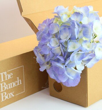 Hydrangea Candy Floss Blue