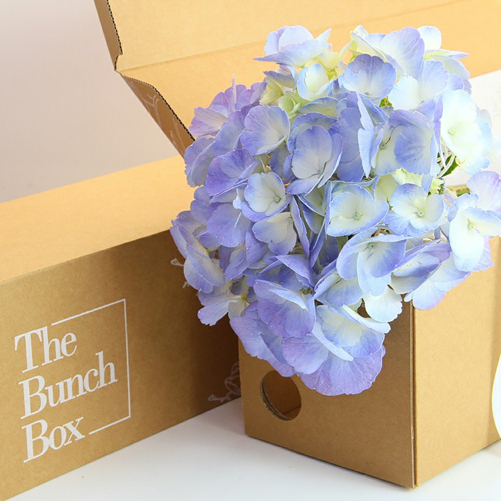 Hydrangea Candy Floss Blue