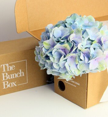 Hydrangea Candy Floss lilac