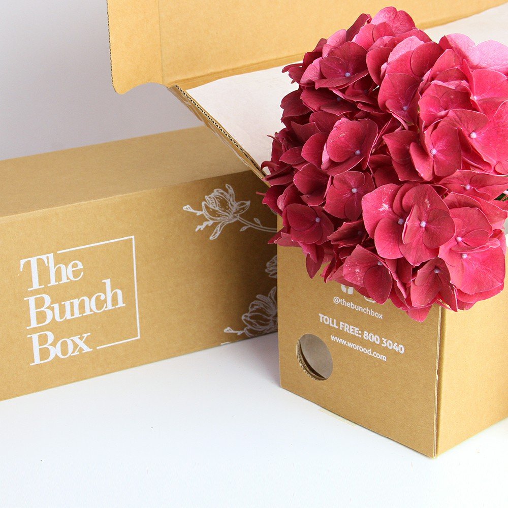 HYDRANGEA MAGICAL TROPHY RED