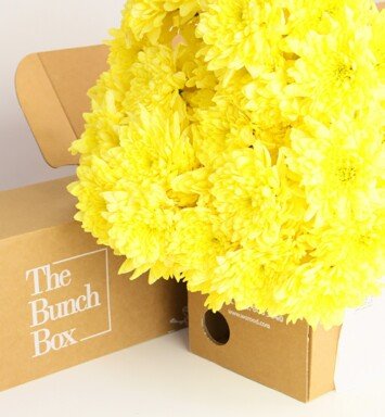 Chrysanthemum Ibis Sunny Yellow