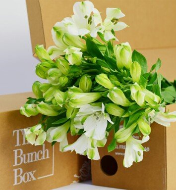 Alstroemeria Ice Cream White