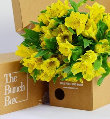 Alstroemeria Kibella Star Yellow