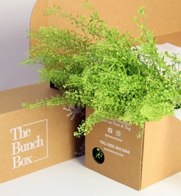 Foliage Dragon Green Lepidium Green