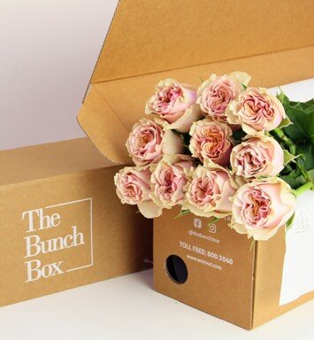 Garden Rose Mabella (Garden 16) Peach