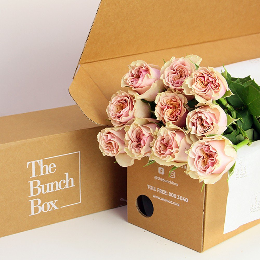 Garden Rose Mabella (Garden 16) Peach