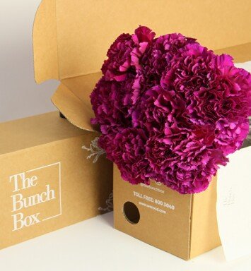 Carnation Golem Neon lilac