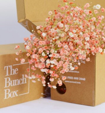 Gypsophila Coloured Orange