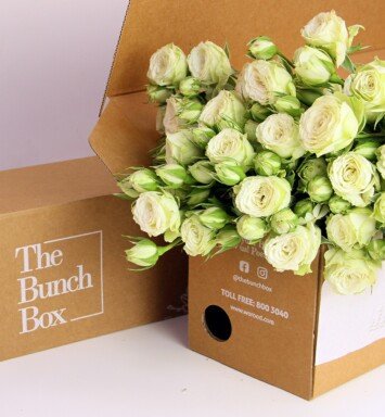 Garden Spray Rose Pavlova White