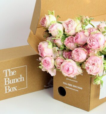 GARDEN SPRAY ROSE PINK BLOSSOMS