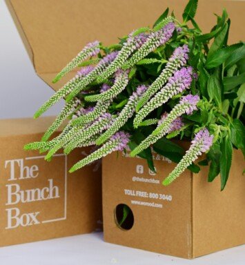 Veronica Skyler Pink