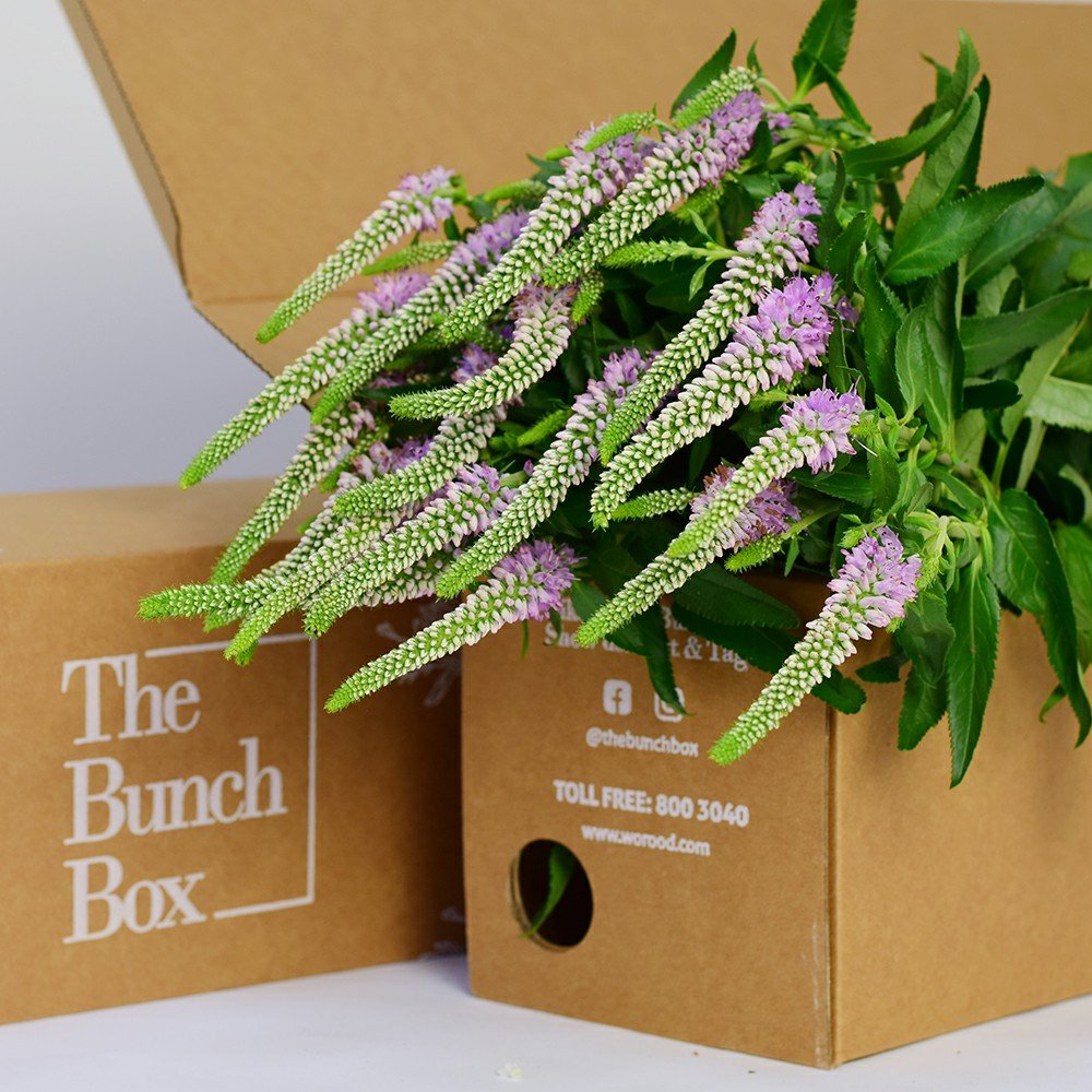 Veronica Skyler Pink