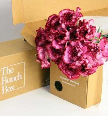 Carnation Bacarat Pink and lilac