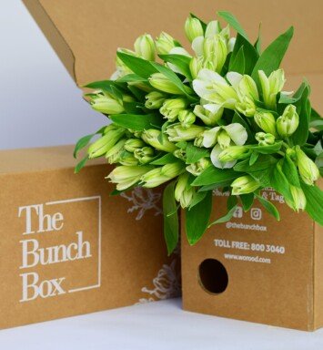 Alstroemeria Popping White