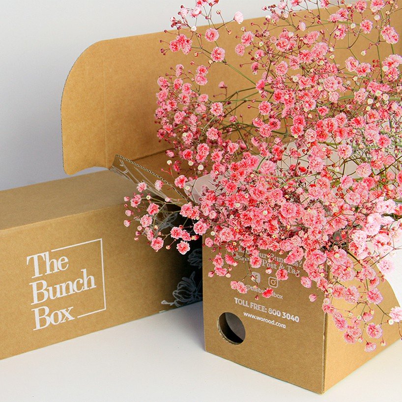 Gypsophila Coloured Red