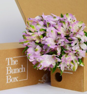 Alstroemeria River Dance Lilac