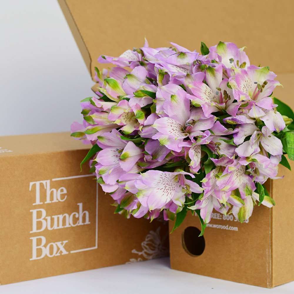 Alstroemeria River Dance Lilac