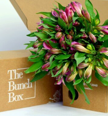 Alstroemeria Secret Red