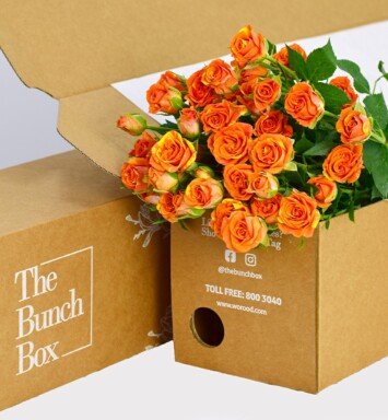 Spray Rose Smashing Orange