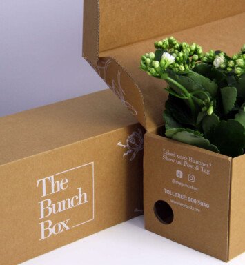 Plant Kalanchoe White