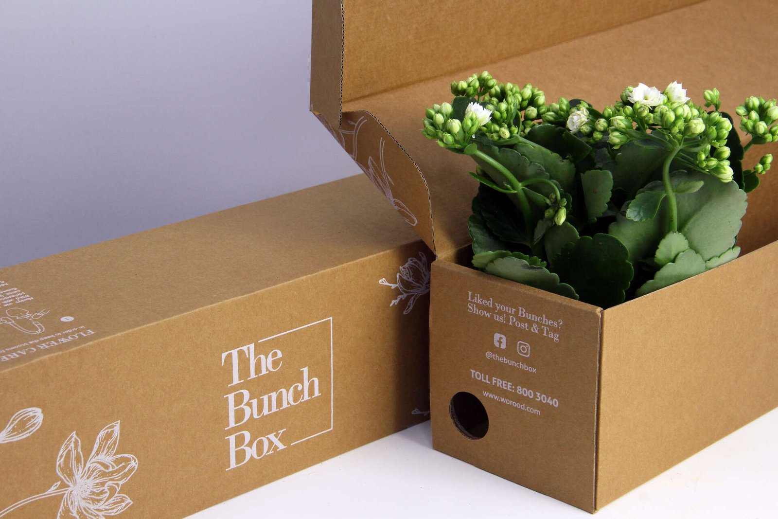 Plant Kalanchoe White