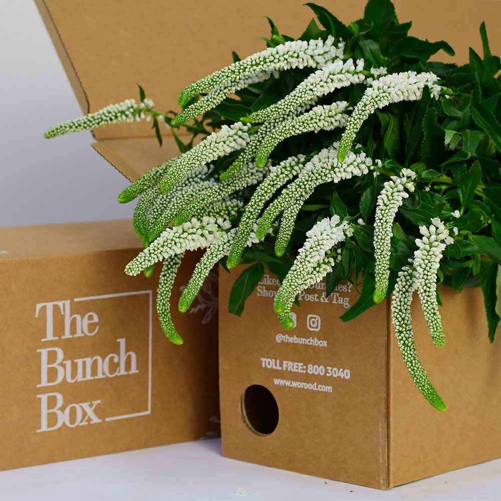 Veronica Skyler White