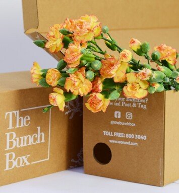 Spray Carnations Yellow Orange