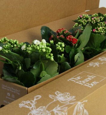 Plant Kalanchoe Set of 3