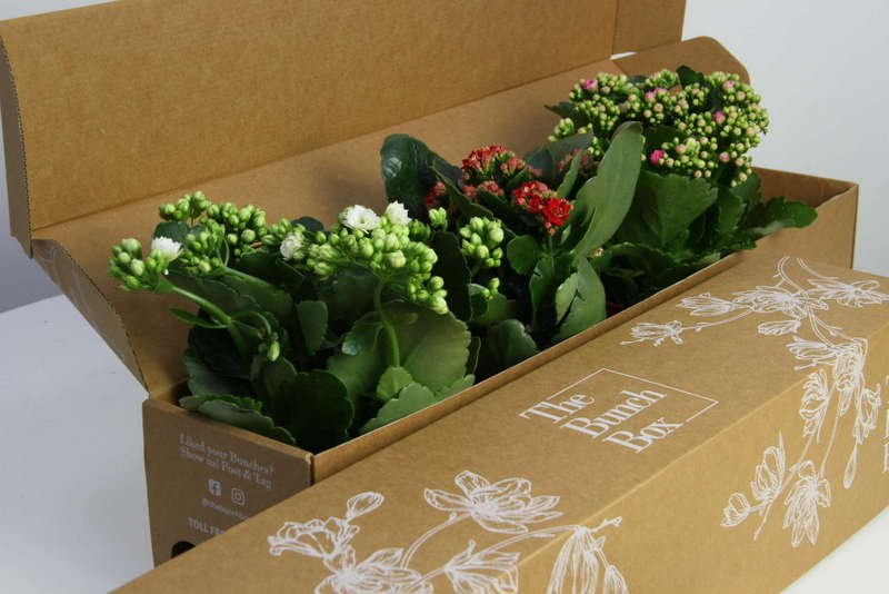 Plant Kalanchoe Set of 3