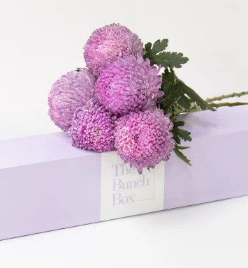 Chrysanthemum Rosy Bloom