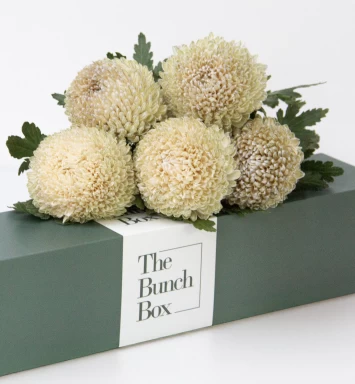 Silken Ivory Chrysanthemum Bunch