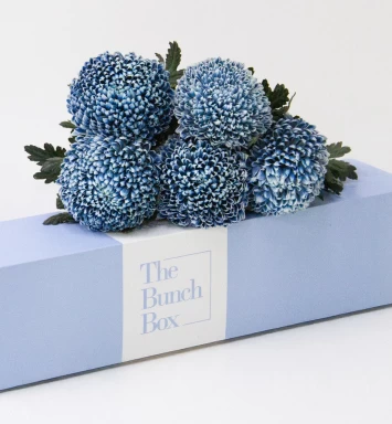 Dubai Blue Chrysanthemums