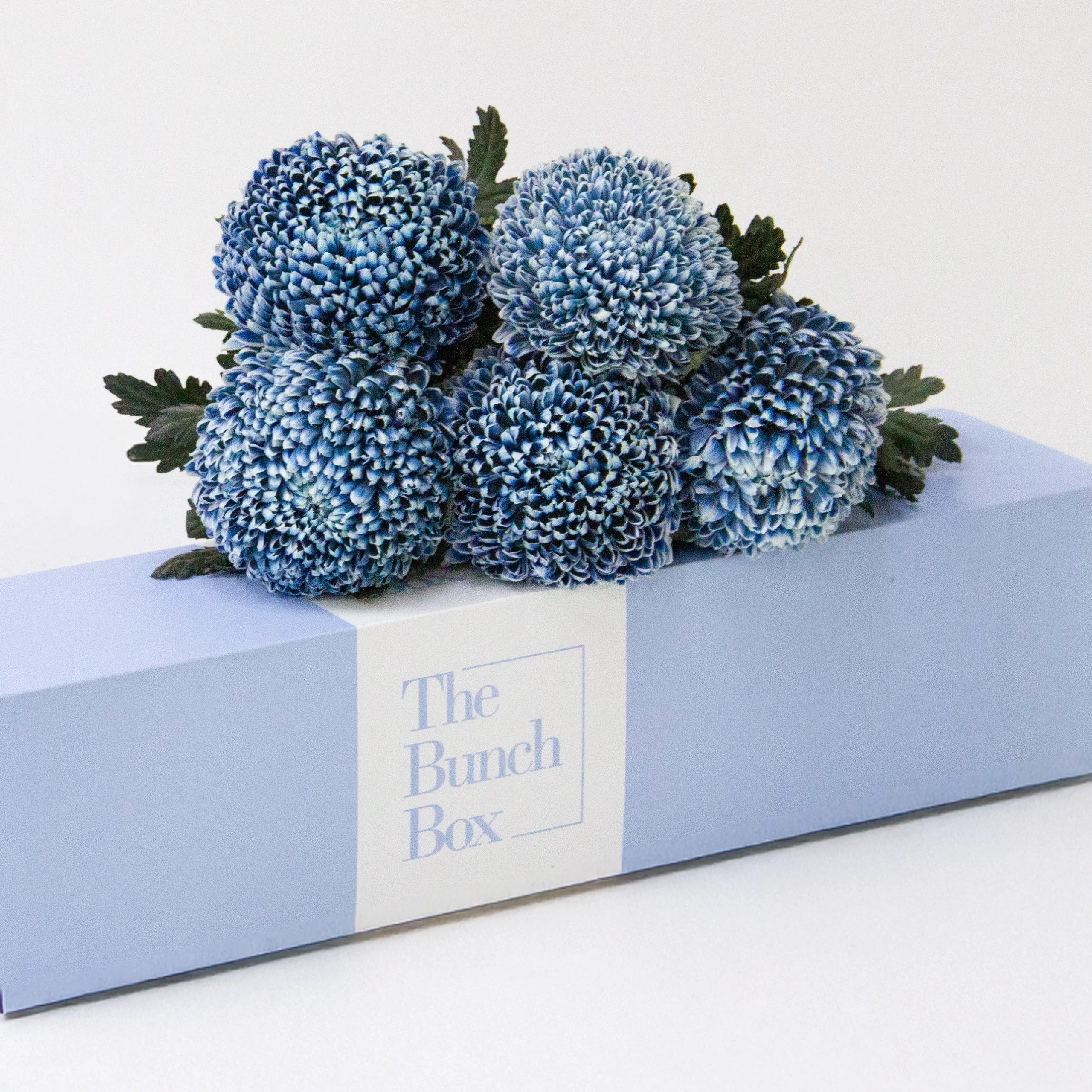 Dubai Blue Chrysanthemums